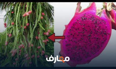 زراعة فاكهة التنين من البداية