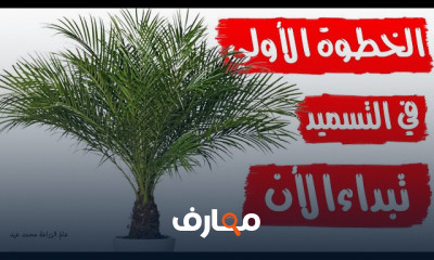 زراعة نخيل التمر