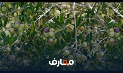 زراعة الزيتون من الأغصان