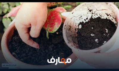 التسميد العضوي بالروث الحيواني