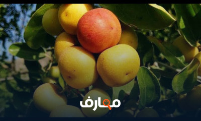 زراعة السدر التفاحي