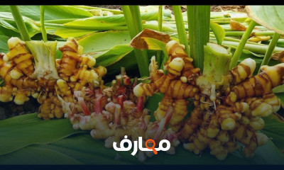 زراعة الكركم
