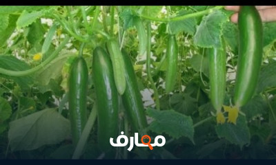 زراعة الخيار فى المنزل