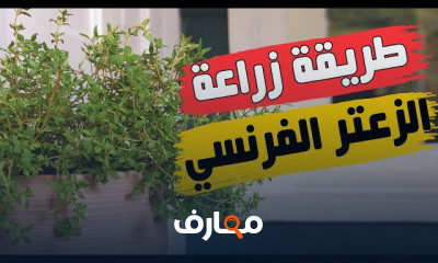 زراعة النباتات العطرية