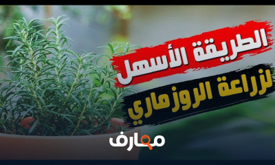 زراعة أكليل الجبل الروزماري
