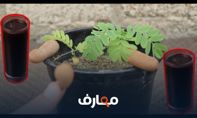 زراعة أشجار الفاكهة