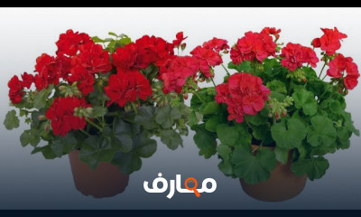 زراعة نبات الجيرانيوم