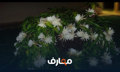 زراعة نبات مسك الليل