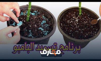 تسميد نبات البامبو