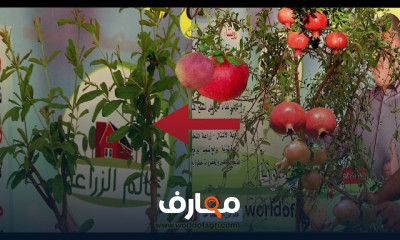 زراعة الرمان بالبذرة