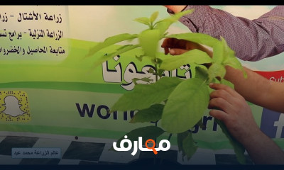 طريقة زراعة الأفوكادو