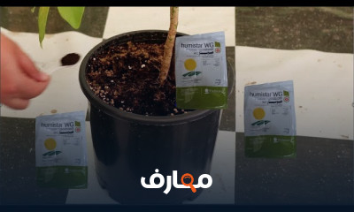 علاج اصفرار وضعف النباتات