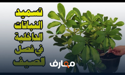 تسميد نبات الشفليرا
