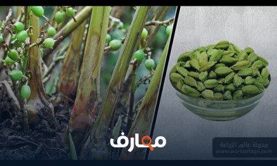زراعة الحبهان
