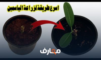 زراعة الياسمين الهندي