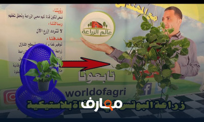 زراعة نبات البوتس