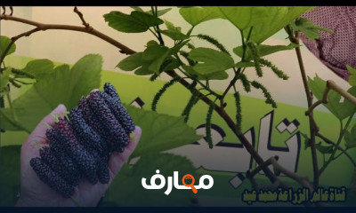 زراعة التوت في المنزل