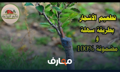 طريقة تطعيم اشتال المانجو