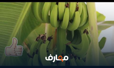زراعة الموز