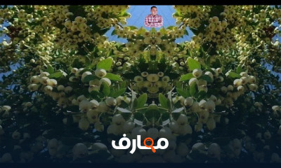 طريقة زراعة الجوافة