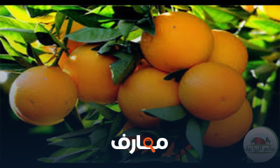 زراعة البرتقال
