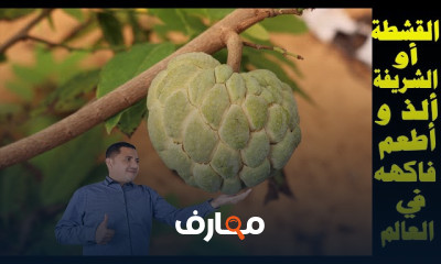 زراعة القشطة