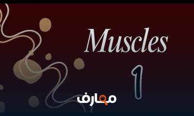 أساسيات Muscles تانية صيدلة