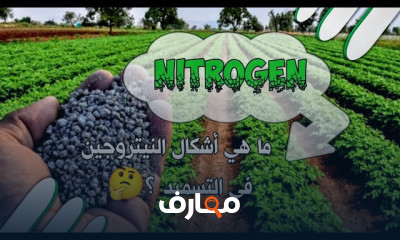 فوائد النيتروجين للنبات والتربة
