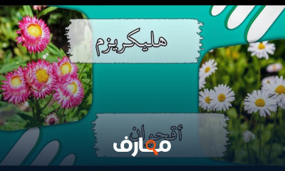 أنواع نباتات الزينة