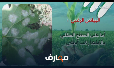 النيماتودا