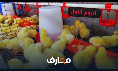 أساسيات تربيه الفراخ البيضاء