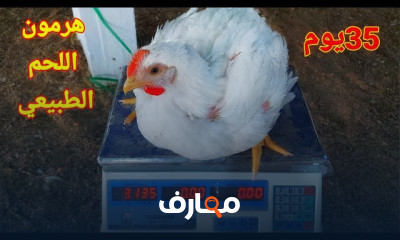تربية الفراخ البيضاء في الشتاء