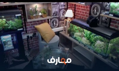 متجر تربية اسماك الزينة