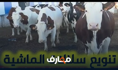 تطوير قطاع الماشية