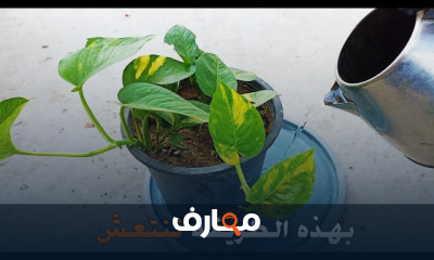 نظام الزراعة الهجين خطوه بخطوه