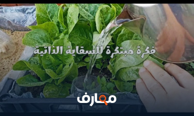 كيفية سقاية النباتات بالخطوات