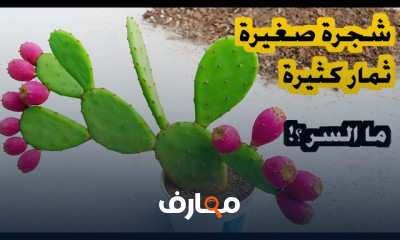 زراعة التين الشوكي بالخطوات