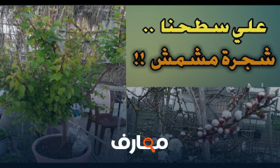 زراعة شجرة المشمش فى المنزل
