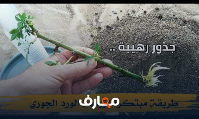 طرق اكثار النباتات المنزلية