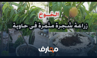 زراعة شجرة الخوخ بالأسطح