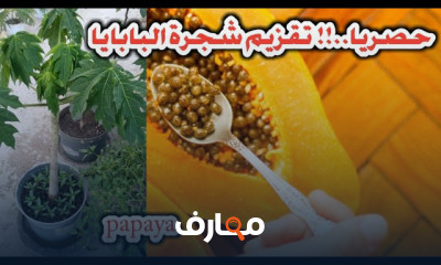 زراعة شجرة البابايا بالأسطح
