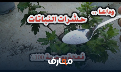 علاج أمراض النباتات بالمنزل