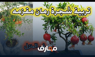 زراعة شجرة الرمان بالأسطح