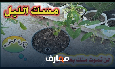 طرق زراعة نبات مسك الليل