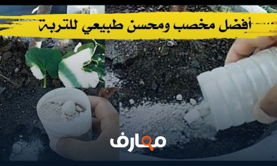 التسميد العضوي للنبات المنزلي