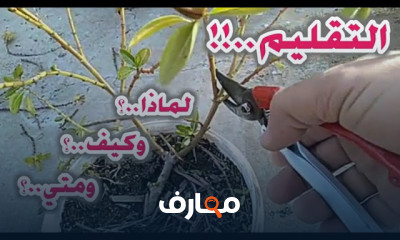زراعة نباتات الزينة المنزلية