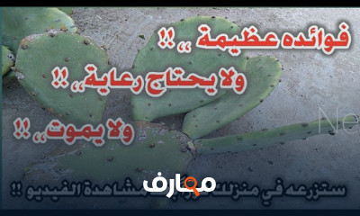 كيفية تقليم النباتات بخطوات