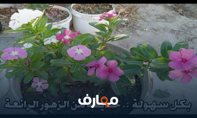 زراعة نبات الوينكا بالمنزل