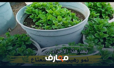 كيفية تدوير النباتات وطرق الغرس