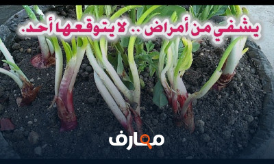 زراعة الخضروات بالأسطح المنزلية